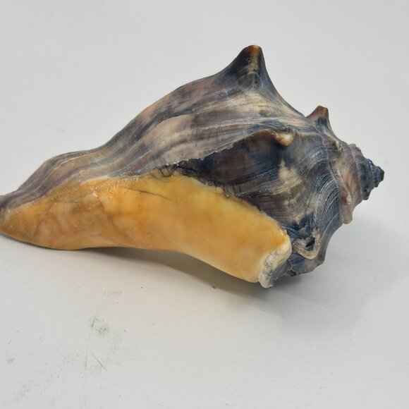 Knobbed Whelk Conch Seashell - Picture 5 of 9